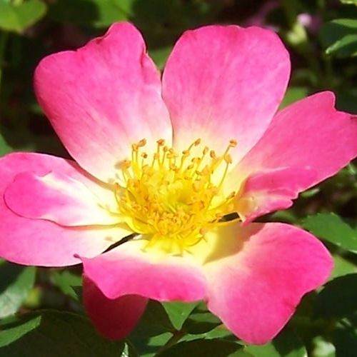 Roze - bodembedekkende rozen